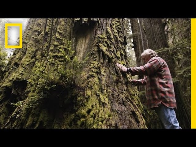 One Man’s Mission to Revive the Last Redwood Forests | Short Film Showcase