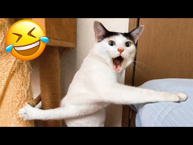 Best Funny Animals 2024 😂 Funniest Cats and Dogs 😻🐶 Part 6