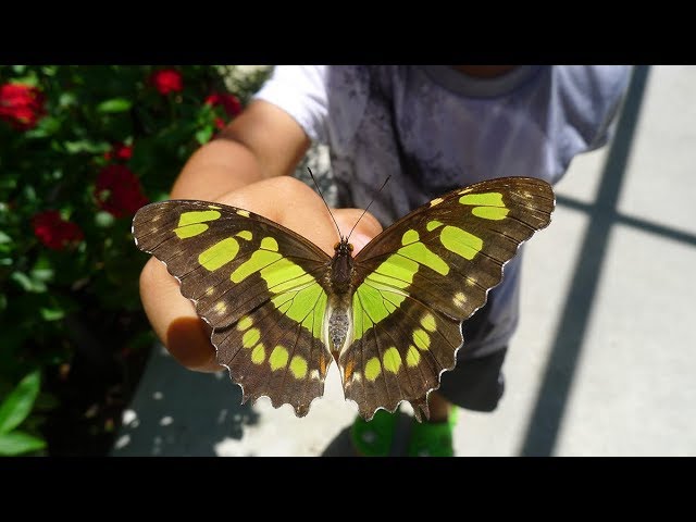 Butterfly World - Butterflies, Aviaries & Botanical Garden, Coconut Creek, Florida