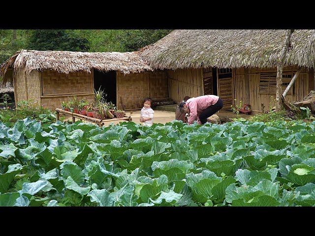 Gardening, Harvesting Vegetables, Cooking Traditional Buffalo Skin Soup, Mountain Life | EP. 31