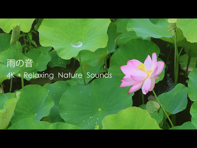 4K＋自然環境音　蓮の葉  雨粒コロコロ   雨の音　Lotus leaf, raindrops, the sound of rain