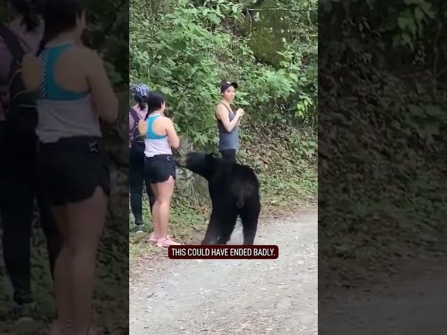 How NOT TO Survive a Bear Attack...