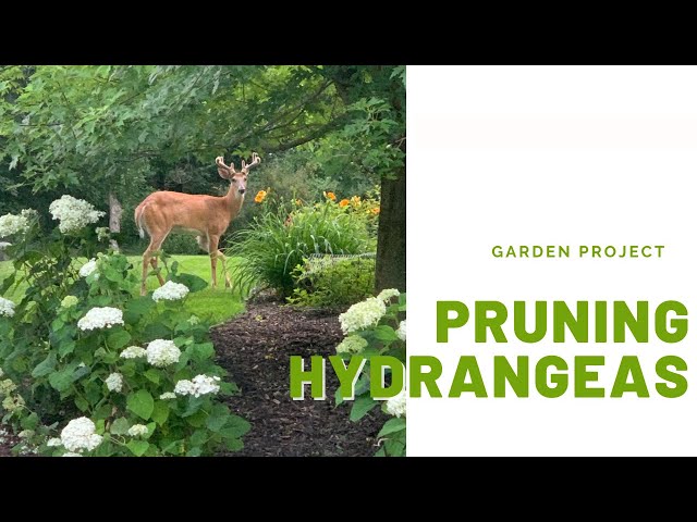 How We Prune Smooth and Panicle Hydrangeas