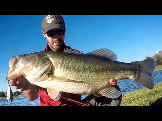 Fishing for BIG BASS with LIPLESS CRANKBAITS!
