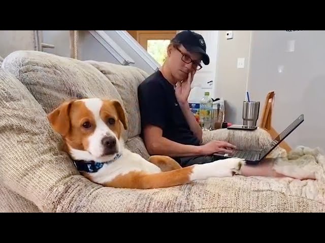 Funniest Dogs and Human Video 2023!