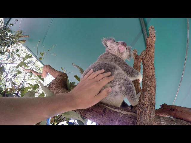 Cute Koala climbing and jumping around in Australia Zoo