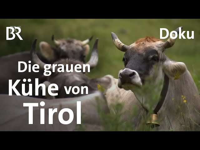 Alpen-Rinder - Die Grauen und die Roten | Doku | Unter unserem Himmel | BR  | Kühe | Landwirtschaft