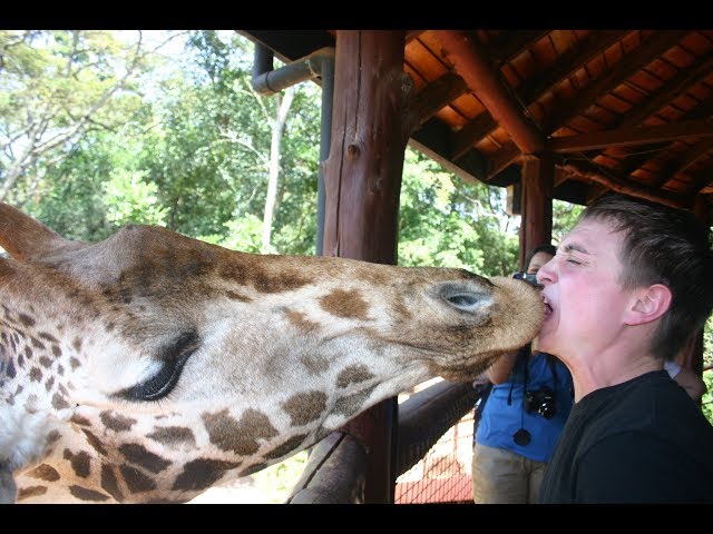 Elephants and Giraffe Kiss with Corbin Maxey