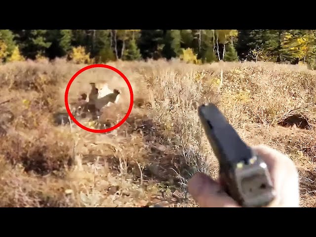 Mountain Lion Messes With The WRONG Hiker...