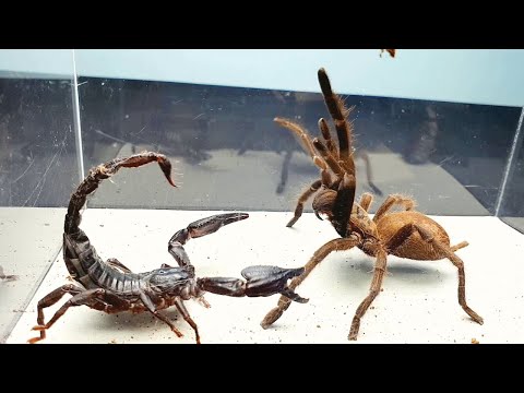 SCORPION vs TARANTULA SPIDER FIGHTING FOR PREY, who will win? Insect Stories