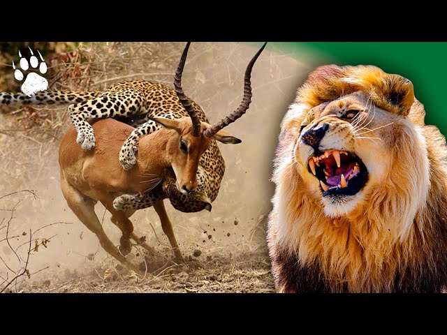Les prédateurs d'Afrique - Icônes de la vie sauvage - documentaire animaux - HD - AMP
