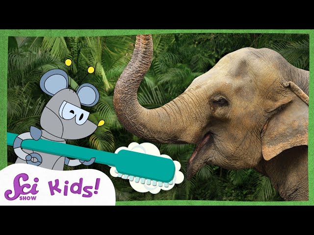 The Great Elephant Toothpaste Experiment! | Summer Experiments | SciShow Kids