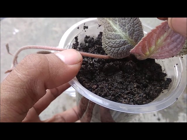How to Propagate Episcia Flower in Water & Soil With Update