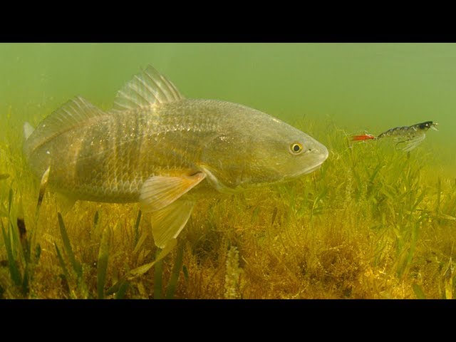 How To Find The Best Redfish Spots (Without Wasting Any Time On The Water)