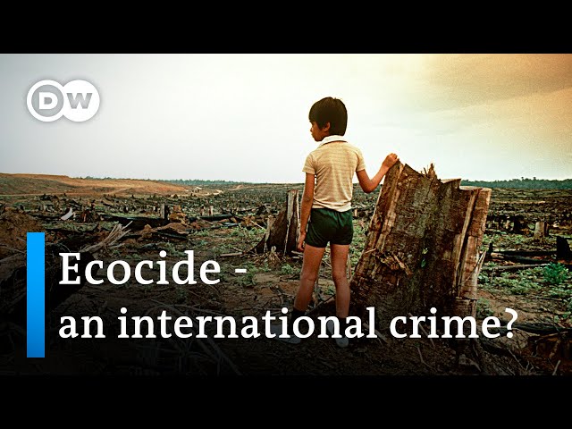 Ecocide explained: How activists want to hold those destroying the environment accountable | DW News