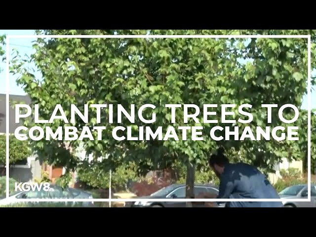 How to get paid to plant trees while fighting climate change