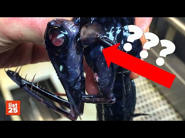 25 CREEPIEST Creatures Caught While Fishing
