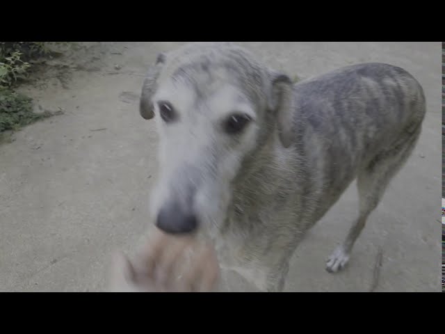6 Hunde aus Tötung Spanien/Rumänien von Bekannten