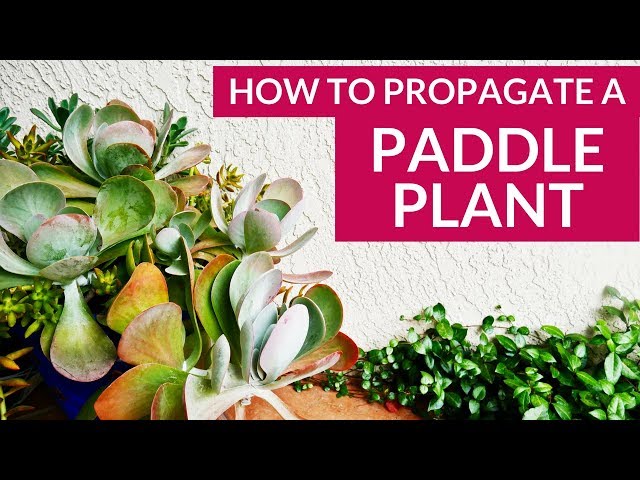 Paddle Plant Flapjacks Plant Propagation: How To Prune & Take Cuttings / Joy Us Garden