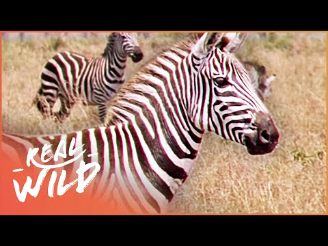 Best Of Zebras