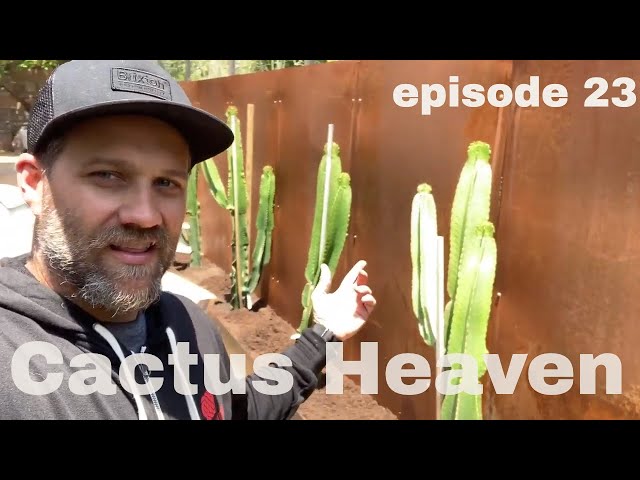 How to plant Cactus: Euphorbia Injen