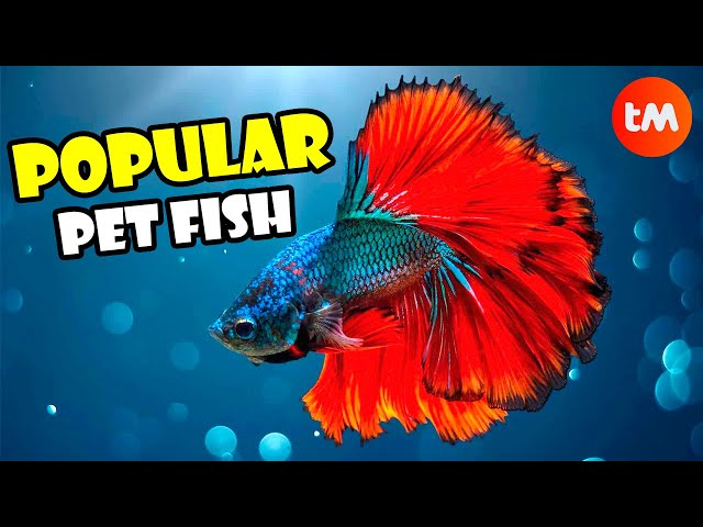The Most POPULAR Pet FISH BREEDS 🐠