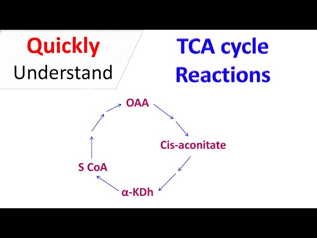 TCA Cycle steps