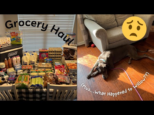 Grocery Haul | And What Happened To Poor Willow??? | Discount Store Finds