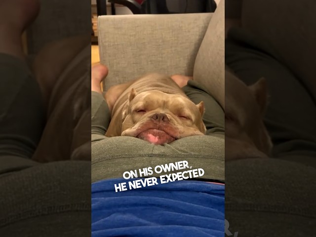This dog was offended by his owner 😂