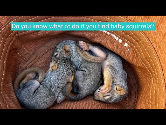 Baby Squirrels Reunited with Mother