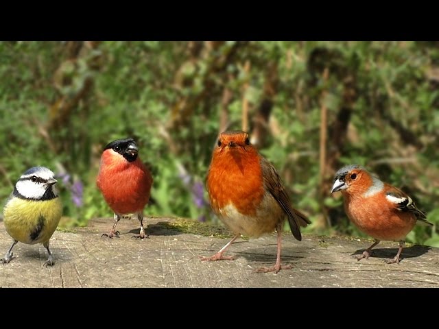 The Birds of Summer : Beautiful Video and Bird Sounds - Filmed in Slow Motion