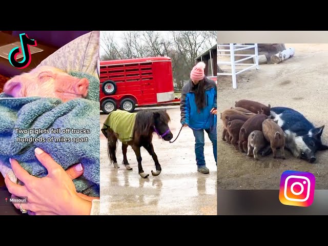 Incredible Animal Rescue Stories | The Gentle Barn TikTok and Instagram Compilation