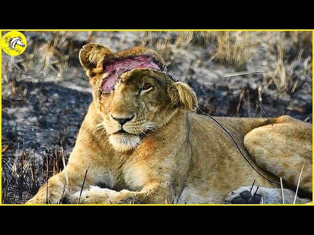 20 Painful Moments Lions Has Suffered While Hunting Its Prey, What Happens Next ?
