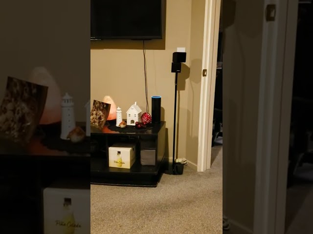 Alexa Smart Home:  Lights ON...Lights OFF (with ongoing cat commentary)