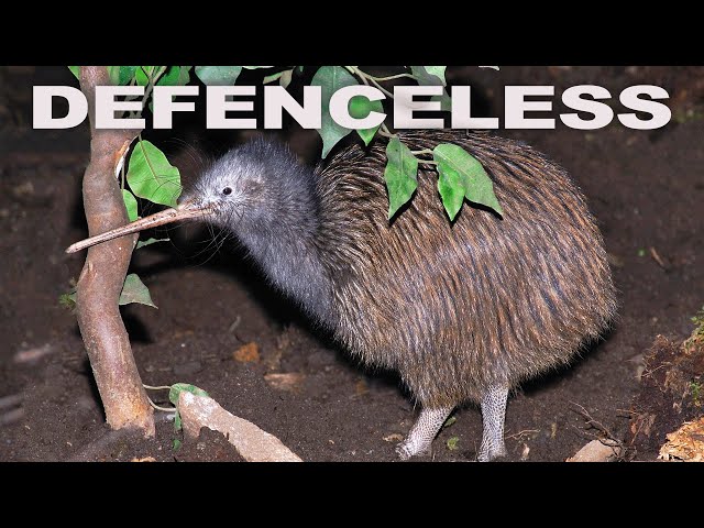 How The Flightless Kiwi Survives Against Predators After Abandoned At Birth | WILD 24 | Real Wid