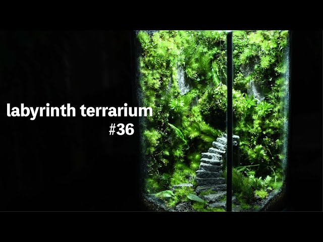 How to make moss terrariums of the labyrinth#36