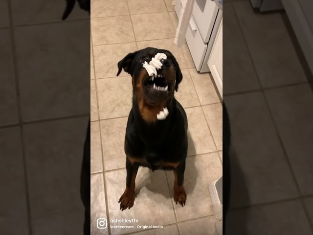 Rottweiler puppy in a sweet situation