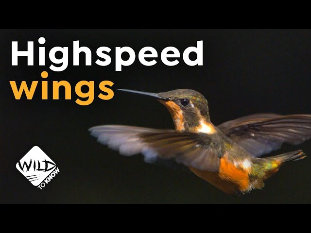 Hummingbirds in Slow-Motion | High-Speed Wings | Wild to Know