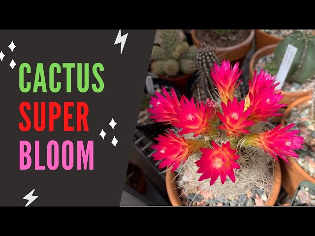 Cactus flower SUPER BLOOM! (Eriosyce nidus senilis)