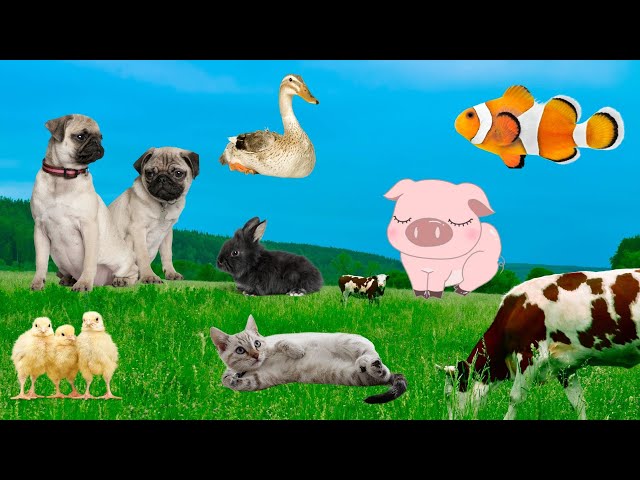 Family pets: dog, cat, chicken, sheep, cow, fish - Animal sounds