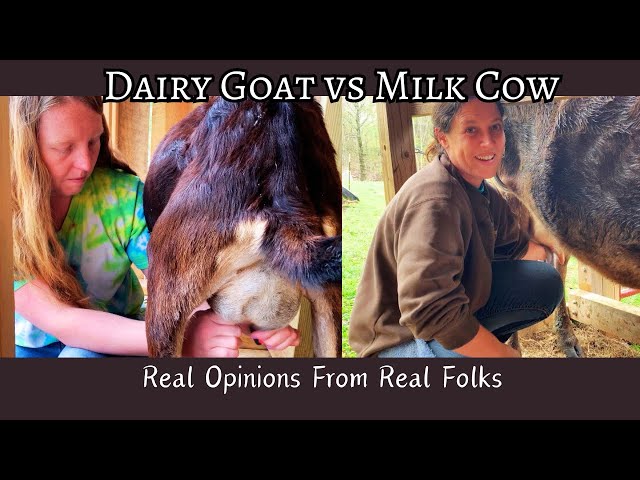 The REAL Truth Behind Home Dairy Goats & Family Milk Cows