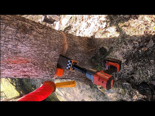 Holzfällen bei Seilbahn