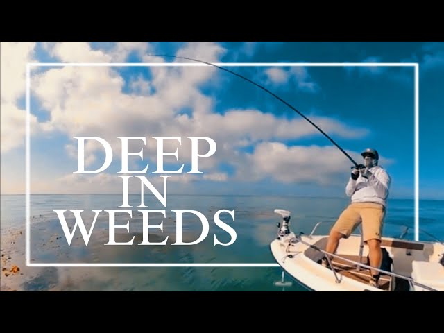 Deep In The Weeds | Calico Bass fishing in Long Beach and Palos Verdes