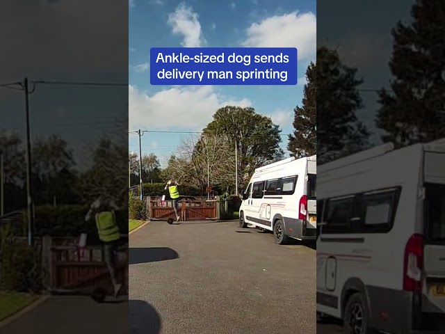 Tiny dog sends delivery man sprinting