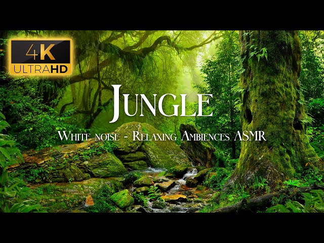 Forest 4K, Nature Sounds, Relaxing Ambiences ASMR - Rainforest White Noise