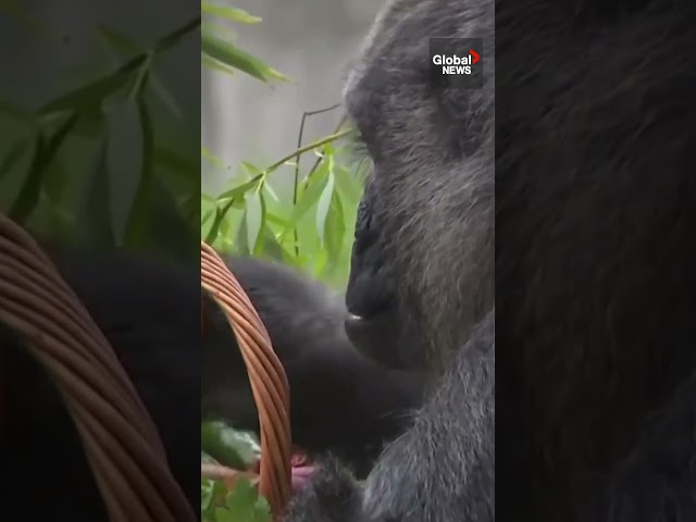 World’s oldest gorilla celebrates 67th birthday at Berlin zoo 🎂🦍 #Fatou #happybirthday
