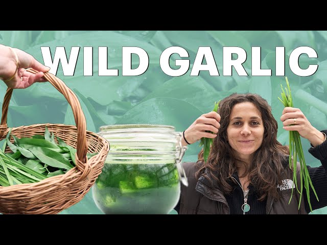 A Guide to WILD GARLIC: Identification, Foraging, Recipes, Preservation
