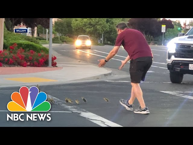 Man killed by car after saving ducks crossing street