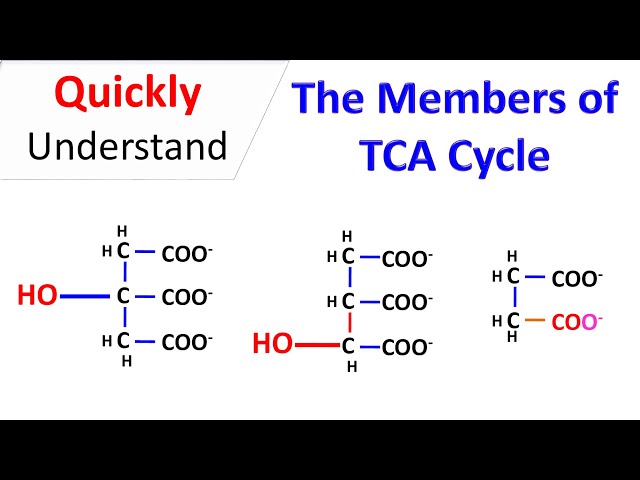 Members of TCA Cycle | Chemistry of TCA cycle