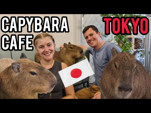 Capybara Café in Tokyo 🇯🇵 Best animal cafe in Japan?